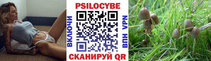 Псилоцибиновые грибы Cubensis  Ростов 